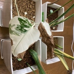 モンステラ 斑入り 売約済