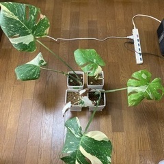 モンステラ 斑入り 売約済