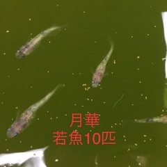 メダカ　月華若魚10匹