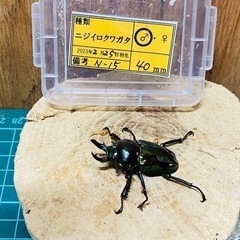 ③ニジイロクワガタ　新成虫ペアの販売