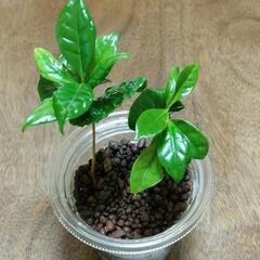 コーヒーの木[観葉植物]ハイドロカルチャー