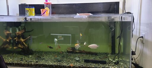 水槽の魚色々あります