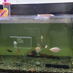 水槽の魚色々あります