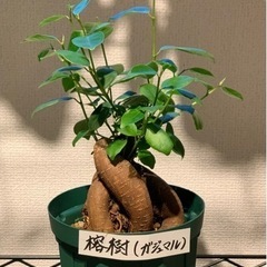 【お譲り先決定】観葉植物　榕樹(ガジュマル)  20cm  4号