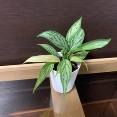 観葉植物　アグラオネマ