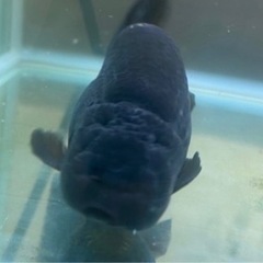 黒らんちゅう　ハネ魚　再開