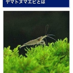 ヤマトヌマエビ　熱帯魚