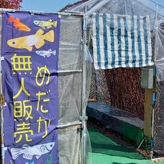 ５月２日(火)　kengenmedaka　メダカ無人販売所オープン