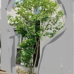 シマトネリコ　常緑樹　シンボルツリー　庭木　植樹