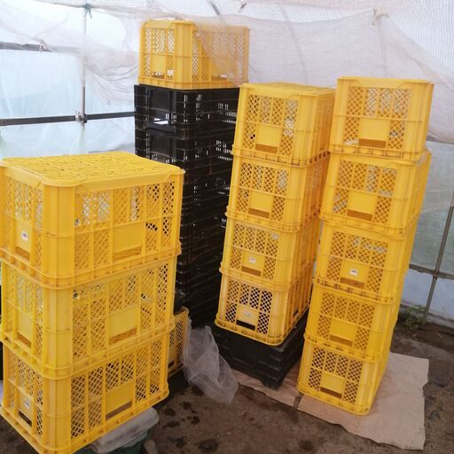 農業用コンテナボックス  43個 引き取り限定