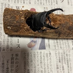 （決まりました）国産ヒラタクワガタ　♂のみ　産地不明　ケース付き