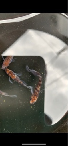 孔雀明王　メダカ　めだか