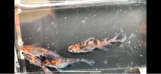 孔雀明王 メダカ めだか