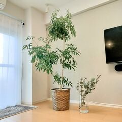 【ネット決済・配送可】シェフレラ　観葉植物　大型　室内　10号　...