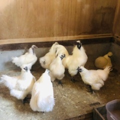 白烏骨鶏のメス7羽とオス1羽