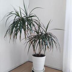 ※締切ました【観葉植物】ドラセナ・コンシンネ