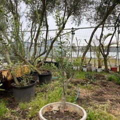 オリーブの木　140cm  お庭のシンボルツリー　