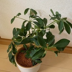 カポック シェフレラ　観葉植物