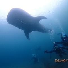 ダイビングライセンス取得🎶開催中🤗🐠🐬🐢