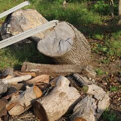伐採した木　薪用　チェーンソー持参で差し上げます