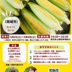 5/6(土)スイートコーン🌽農業体験募集in南城市