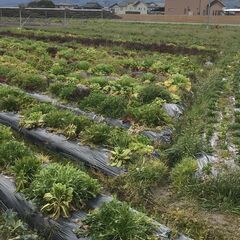 【自然栽培のお野菜を畑で直販いたします！】