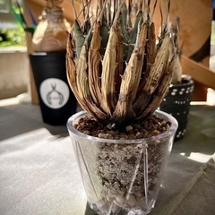 発根済み アガベ ユタエンシスエボリスピナ 陽炎 ボールタイプ