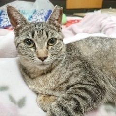 キジトラちゃん　桜耳　生後約10ヶ月 - 猫