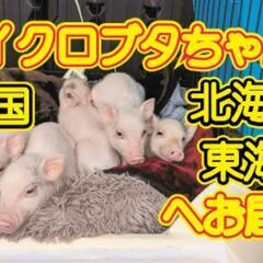 【Piglets】マイクロブタ販売中部