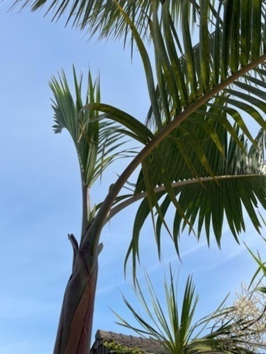 トックリヤシ 特大 貴重 2m以上