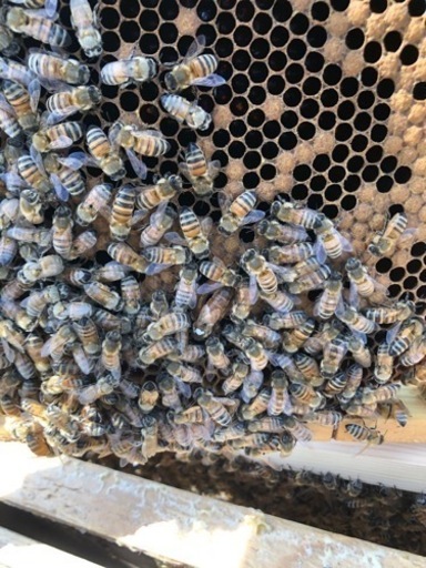 西洋蜜蜂　4枚群　大人しい群です