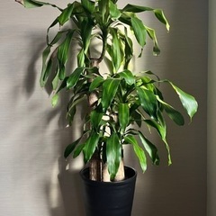 観葉植物/幸福の木 ドラセナ・マッサンゲアナ/120cm/4本立て
