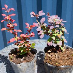 赤葉メギ　赤紫色のメギ　2本　園芸種　メギ・アトロプルプレア