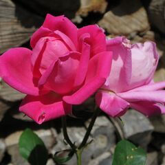 バラ（ピンク、四季咲き）