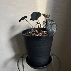 観葉植物/希少/コロカシア ブラックサファイア ゲッコー/40cm