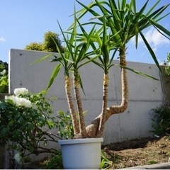 ユッカ　観葉植物