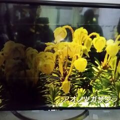 ジャンク　55型テレビ　シャープ　LC-55U45　画面右側が暗...