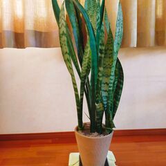 サンスベリア　ゼラニカ　鉢植え　１１０cm①