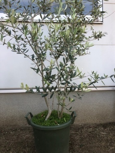 オリーブ　その他4本