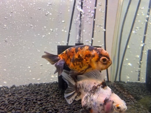 ※決まりました　金魚(江戸錦)
