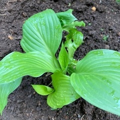 ホスタ(ギボウシ)の苗　差し上げます