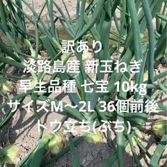 わけあり トウ立 淡路島産 新玉ねぎ M～2L 10kg早生品種...