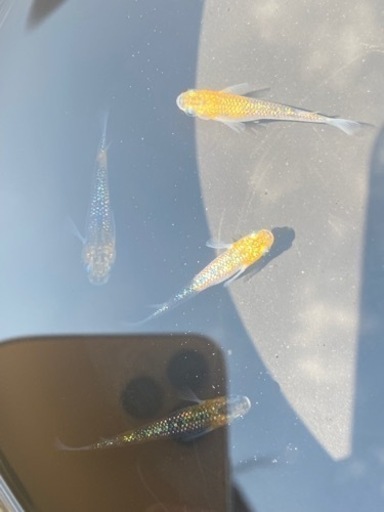 上州めだか　雷虎　１ペア