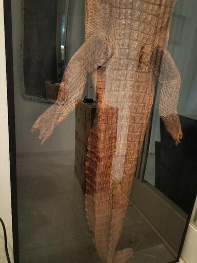 お引渡し決定】大迫力のワニ皮！全身！