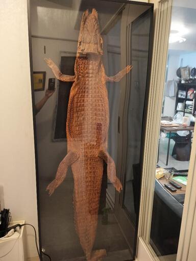 【お引渡し決定】大迫力のワニ皮！全身！ お引渡し決定】大迫力のワニ皮！全身！