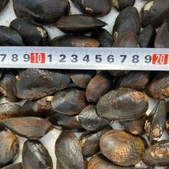 ニセマツカサ貝　　4〜5.5cm