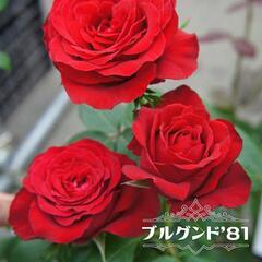 薔薇新苗　四季咲き大輪　ブルグンド81　赤