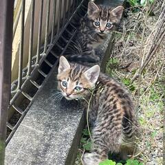 保護予定のキジトラ四匹の子猫です