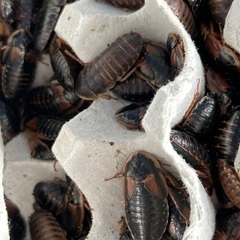 【350匹】成虫デュビア（雌多め）、爬虫類、アルゼンチンモリゴキブリ