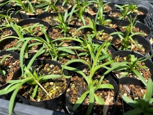 フリル白花カーネーション夏秋咲食べれる花花苗6個セット三田〜箕谷神鉄駅